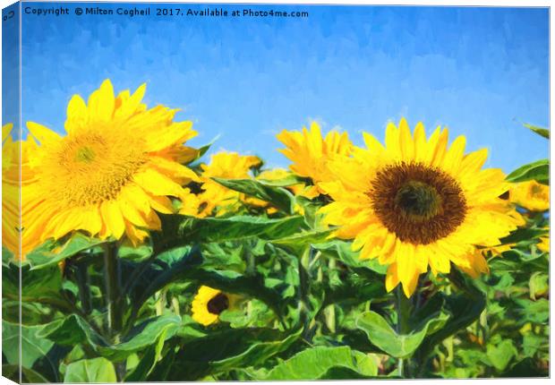 Sunflower Field II Digital Art Canvas Print by Milton Cogheil