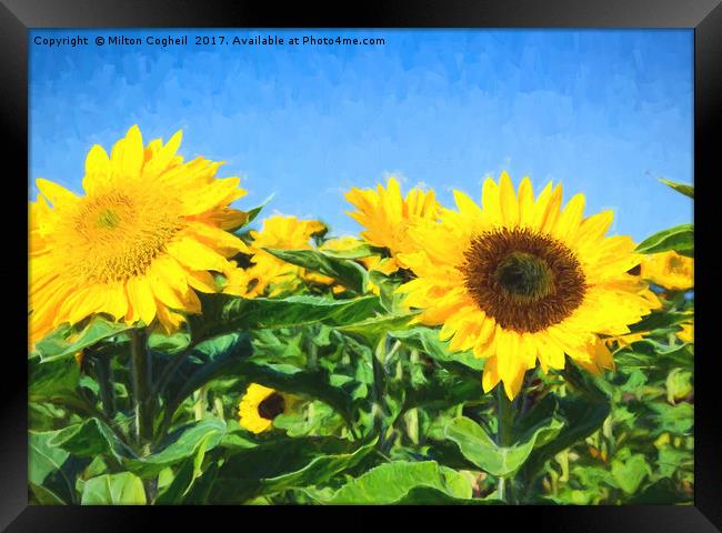 Sunflower Field II Digital Art Framed Print by Milton Cogheil