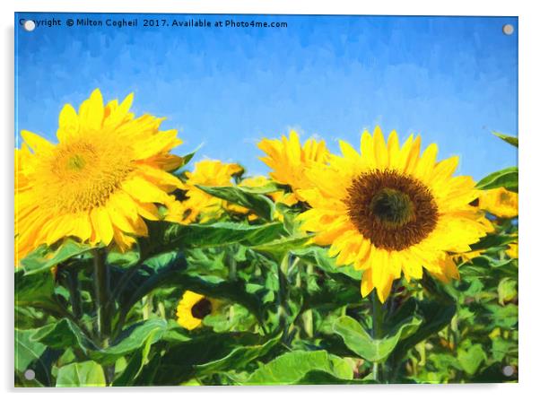 Sunflower Field II Digital Art Acrylic by Milton Cogheil