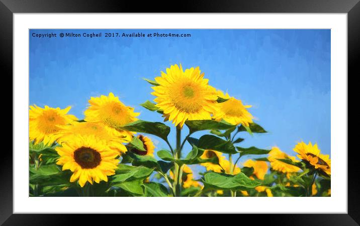 Sunflower Field III Digital Art Framed Mounted Print by Milton Cogheil