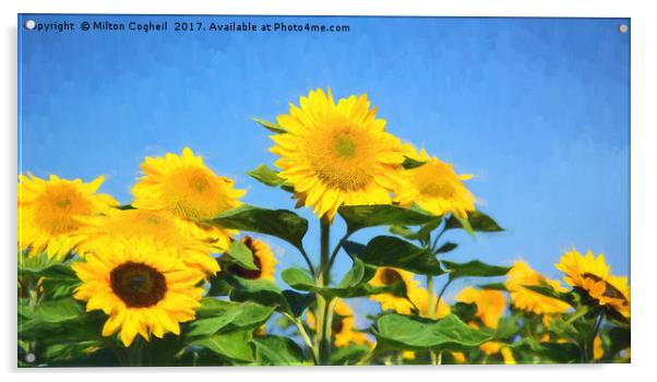Sunflower Field III Digital Art Acrylic by Milton Cogheil