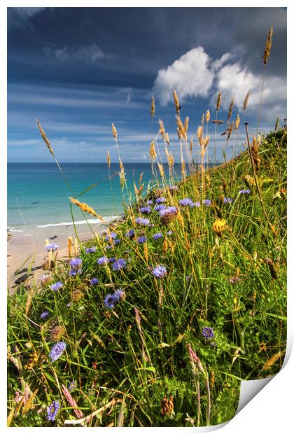 Coastal cornflowers in Cornwall Print by Lindsay Philp