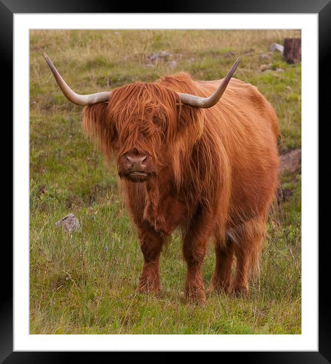 Highland Cow Framed Mounted Print by Chris Thaxter