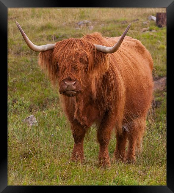 Highland Cow Framed Print by Chris Thaxter