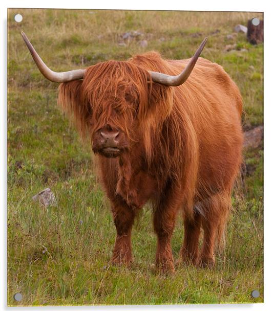 Highland Cow Acrylic by Chris Thaxter