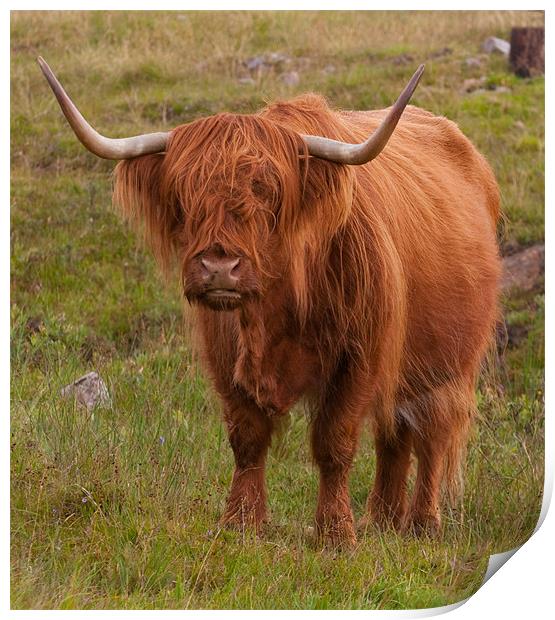 Highland Cow Print by Chris Thaxter