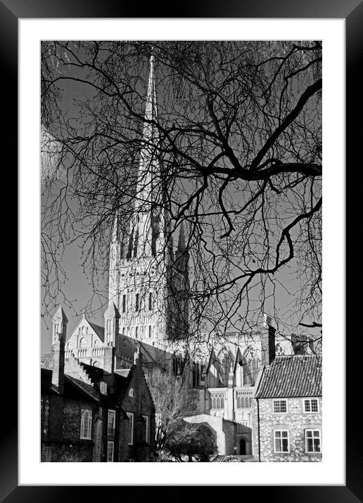 Norwich Cathedral Through Winter Trees Framed Mounted Print by Darren Burroughs