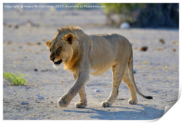Male lion on the prowl Print by Angus McComiskey