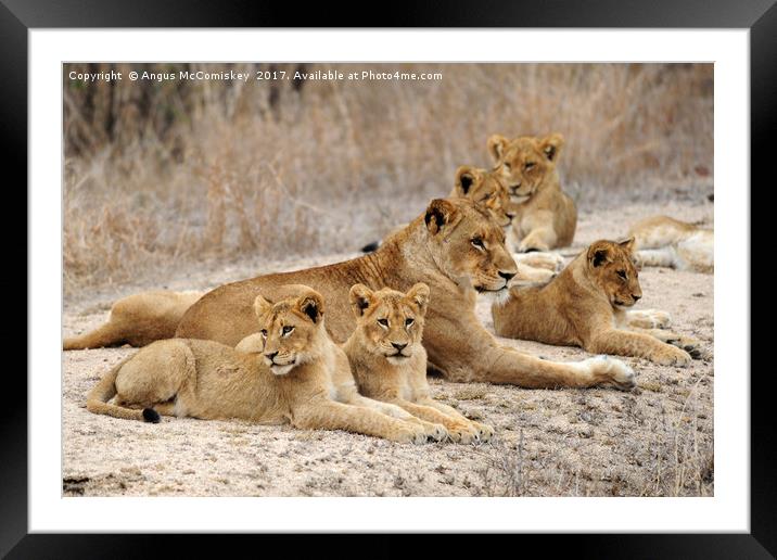 Lioness with cubs Framed Mounted Print by Angus McComiskey