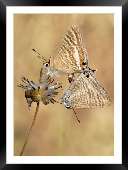 Long tailed blues mating Framed Mounted Print by JC studios LRPS ARPS