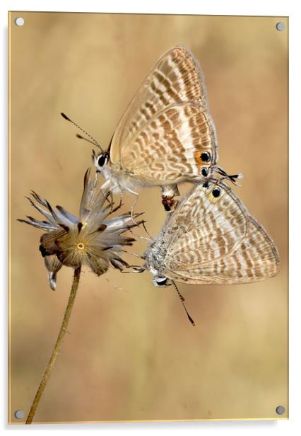 Long tailed blues mating Acrylic by JC studios LRPS ARPS