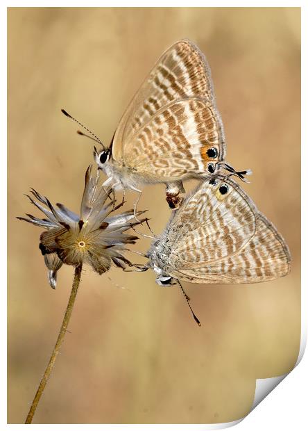 Long tailed blues mating Print by JC studios LRPS ARPS