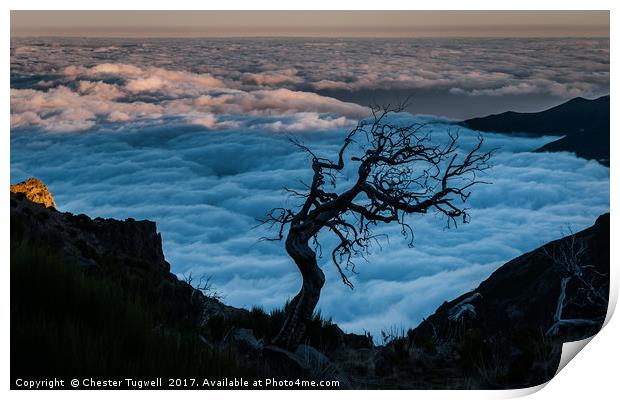 Dead Tree on Pico Ruivo Print by Chester Tugwell