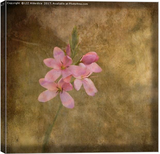 An Unexpected Bloom Canvas Print by LIZ Alderdice