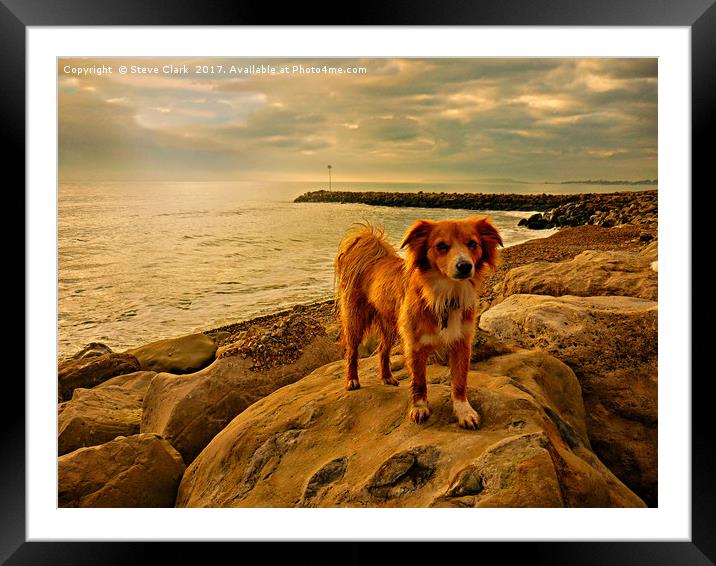 Dog on rock Framed Mounted Print by Steve Clark