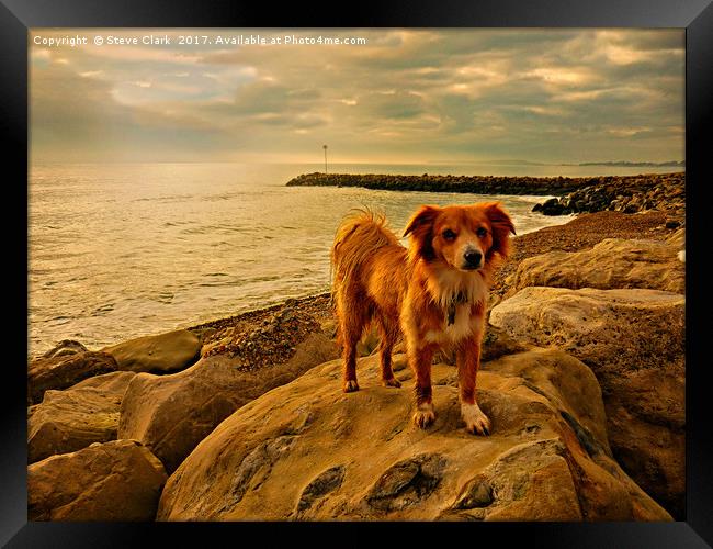 Dog on rock Framed Print by Steve Clark
