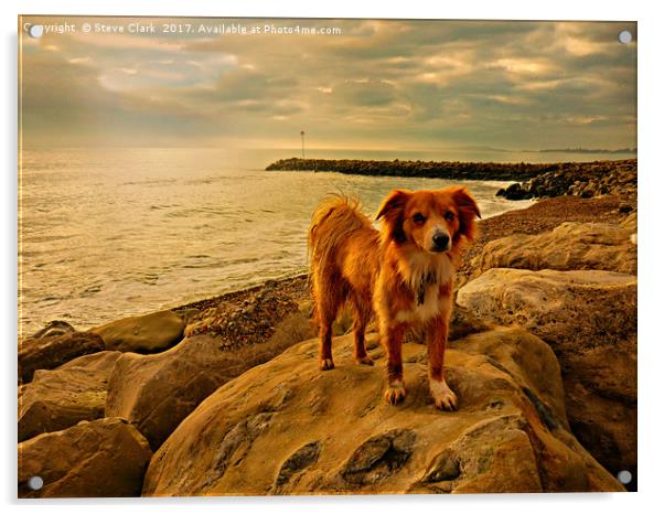 Dog on rock Acrylic by Steve Clark