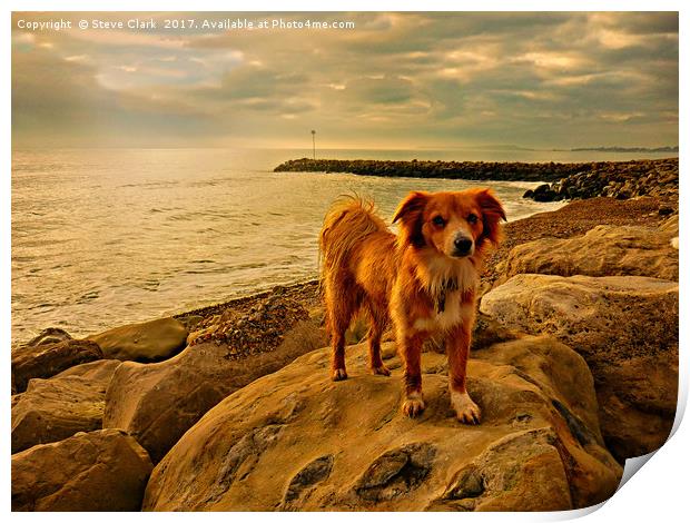 Dog on rock Print by Steve Clark
