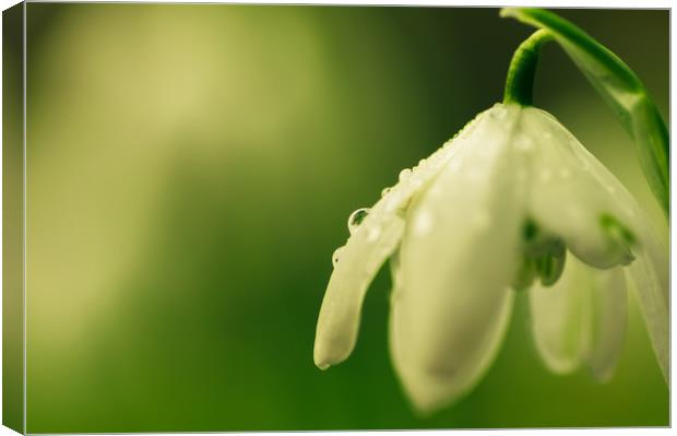 Raindrops on spring snowdrop Canvas Print by Linda Cooke