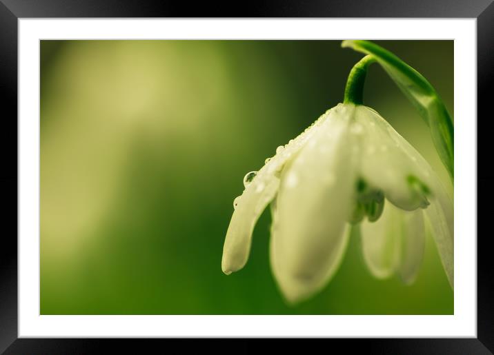 Raindrops on spring snowdrop Framed Mounted Print by Linda Cooke