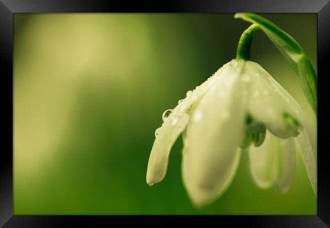 Raindrops on spring snowdrop Framed Print by Linda Cooke