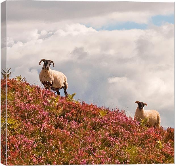 Highland Sheep in the heather Canvas Print by Chris Thaxter