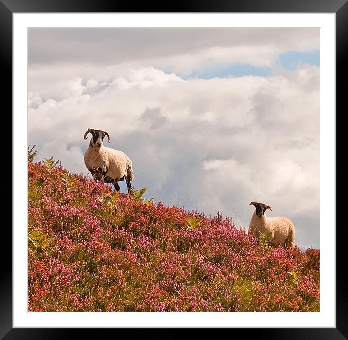 Highland Sheep in the heather Framed Mounted Print by Chris Thaxter