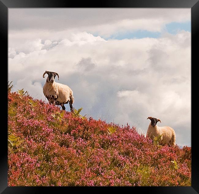 Highland Sheep in the heather Framed Print by Chris Thaxter