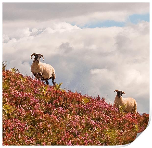 Highland Sheep in the heather Print by Chris Thaxter