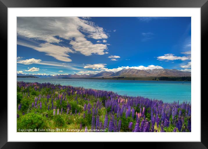 Lupins and blue water Framed Mounted Print by Colin Chipp