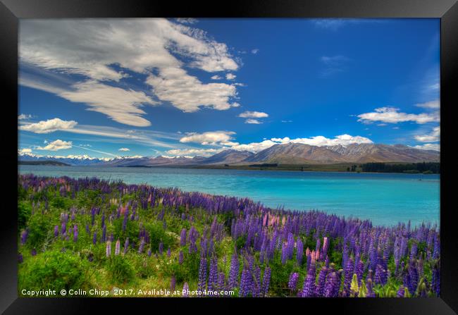 Lupins and blue water Framed Print by Colin Chipp