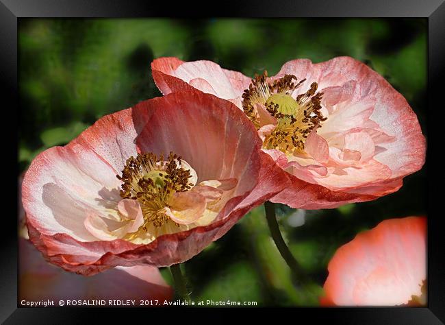 "POPPIES IN THE SUN" Framed Print by ROS RIDLEY