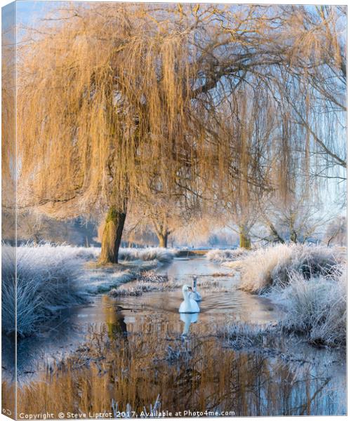 Winter in Bushy Park Canvas Print by Steve Liptrot