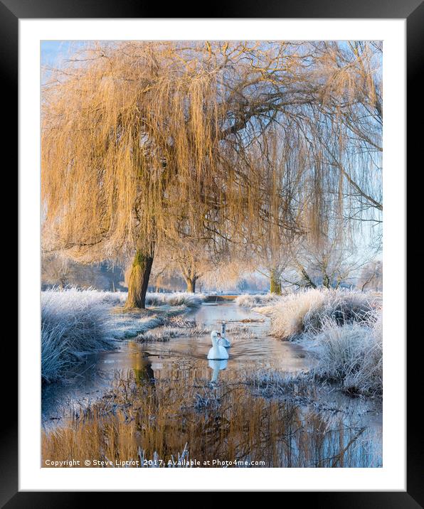 Winter in Bushy Park Framed Mounted Print by Steve Liptrot
