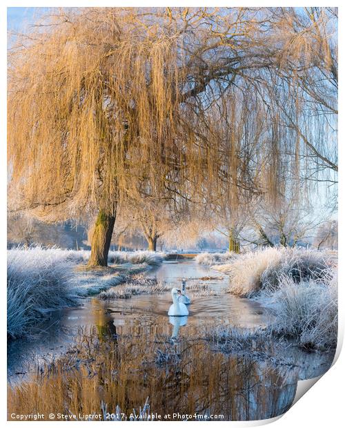 Winter in Bushy Park Print by Steve Liptrot