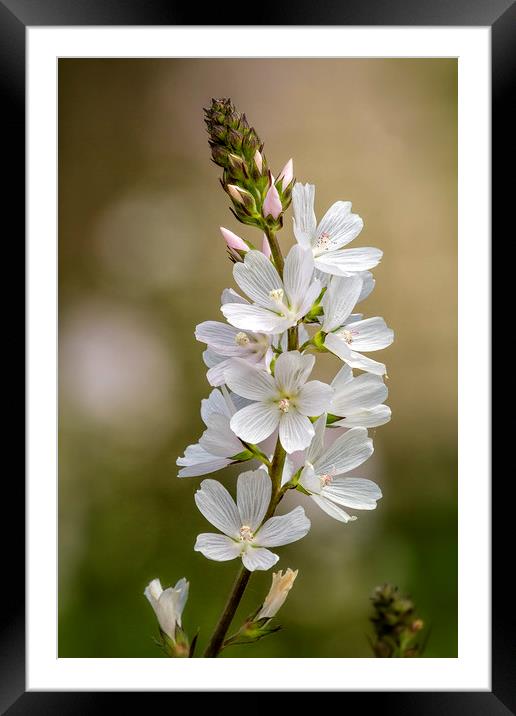Wild Hyacinth in White and Pink Framed Mounted Print by Belinda Greb