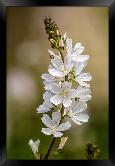 Wild Hyacinth in White and Pink Framed Print by Belinda Greb