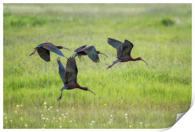 White-Faced Ibis Rising, No. 2 Print by Belinda Greb