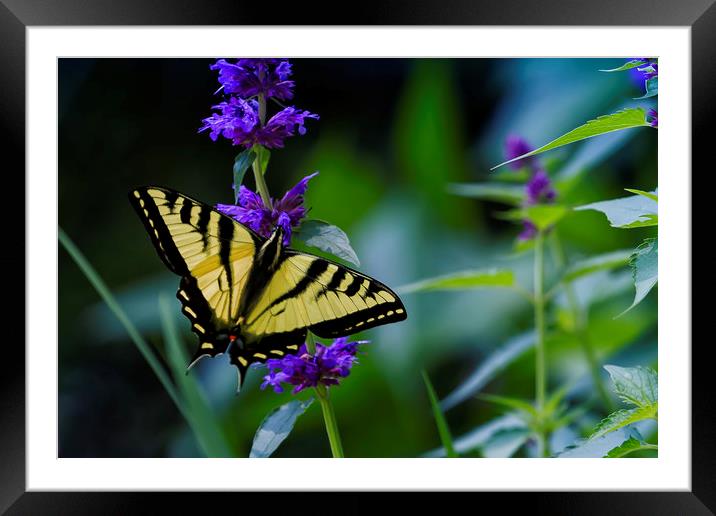 Butterfly on a Purple Flower Framed Mounted Print by Belinda Greb