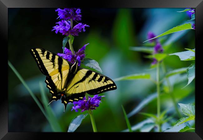 Butterfly on a Purple Flower Framed Print by Belinda Greb