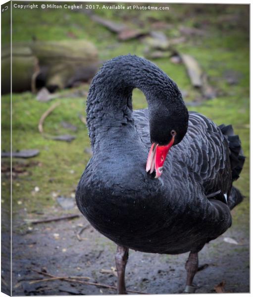 Black Swan 1 Canvas Print by Milton Cogheil