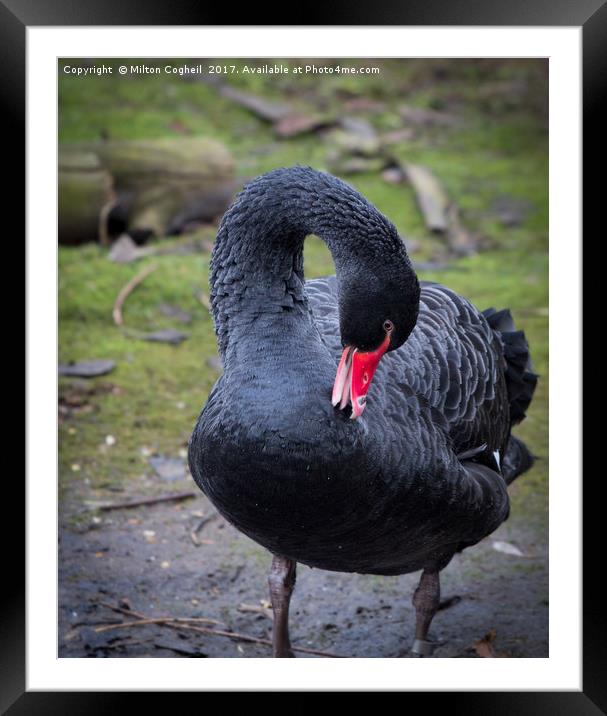 Black Swan 1 Framed Mounted Print by Milton Cogheil