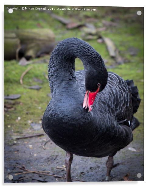 Black Swan 1 Acrylic by Milton Cogheil