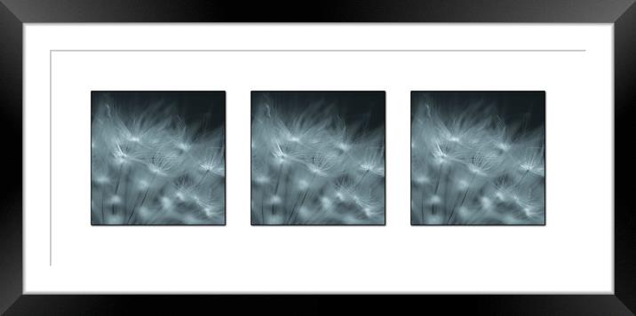 Dandelion seed Triptych Framed Mounted Print by Roxane Bay