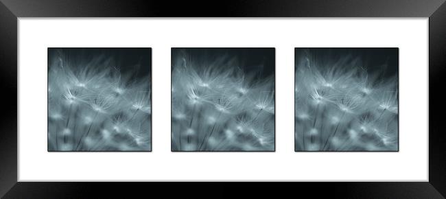 Dandelion seed Triptych Framed Print by Roxane Bay