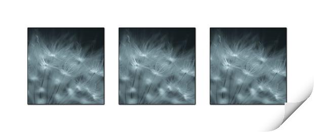 Dandelion seed Triptych Print by Roxane Bay