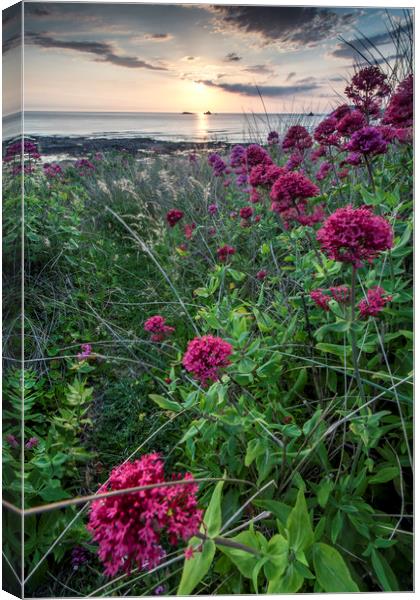 Valerian at Constantine Bay, Cornwall Canvas Print by Lindsay Philp