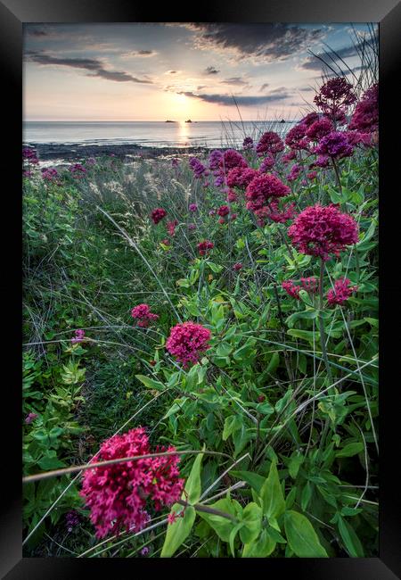Valerian at Constantine Bay, Cornwall Framed Print by Lindsay Philp