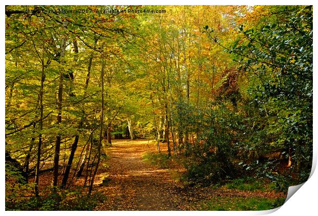 Epping Forest  Print by Diana Mower