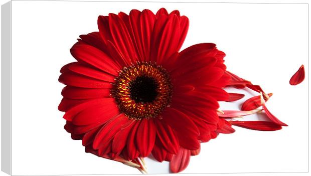 Red Gerbera with scattered petals Canvas Print by Elaine Young